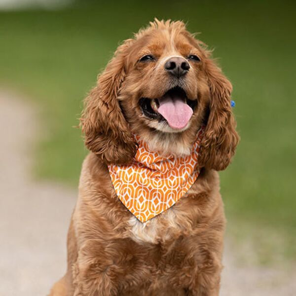 Sublimation Pet Bandana Thumbnail